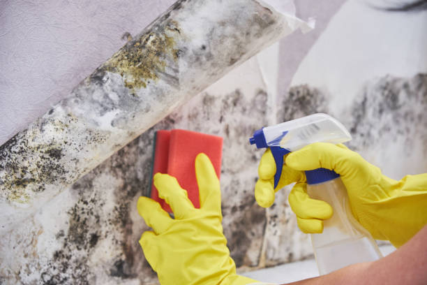 Professional Mold Removal Services in Harlingen, TX